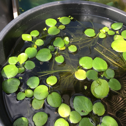 アマゾンフロッグピット水草 Haichashou 泊のその他の中古あげます 譲ります ジモティーで不用品の処分