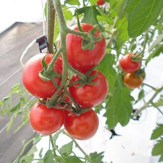 プランター、鉢植えのトマト譲って❗