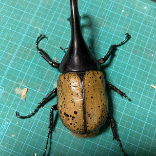 ヘラクレスオオカブト ペア