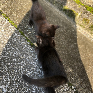 生後2ヶ月未満くらいの黒猫 - 里親募集