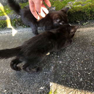 生後2ヶ月未満くらいの黒猫 − 群馬県