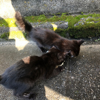 生後2ヶ月未満くらいの黒猫 - 猫