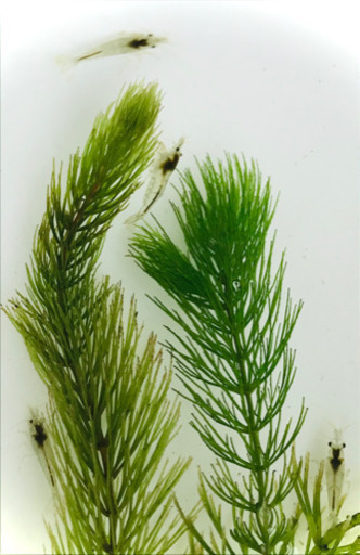 めだか ミナミヌマエビ 水草3種 飼育セット まーくる 潮見のその他の中古あげます 譲ります ジモティーで不用品の処分