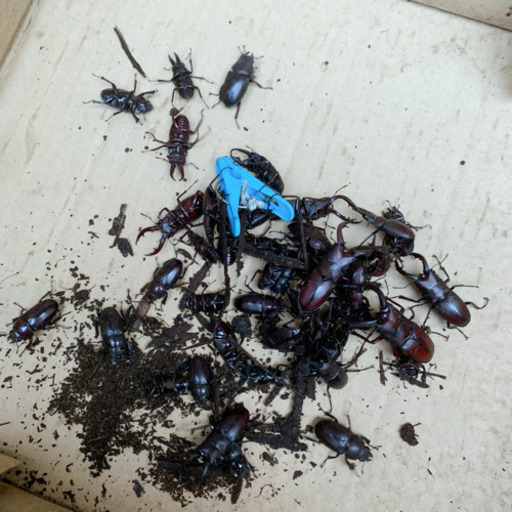 コクワガタ ノコギリクワガタ 成虫 オス メス クワガタ カブトムシ成虫は残りわずか みんみん 三ツ境のその他の中古あげます 譲ります ジモティーで不用品の処分 コクワガタ ノコギリクワガタ 成虫 オス メス クワガタ カブトムシ成虫は残りわずか みんみん 三ツ境のその他の中古あげます 譲ります ジモティーで不用品の処分