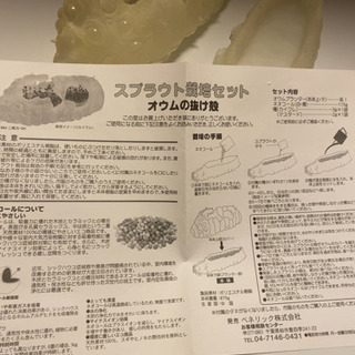 手渡し希望‼️ナウシカ オウム抜け殻栽培セット 【公式通販】