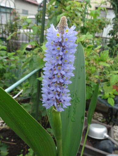 大型の水生植物 抽水植物 ポンテデリア株分け抜き苗 おはぎ 高崎のその他の中古あげます 譲ります ジモティーで不用品の処分
