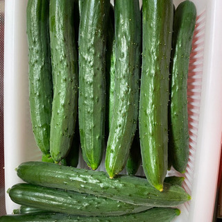 東京出荷用キュウリ🥒お使い物用など