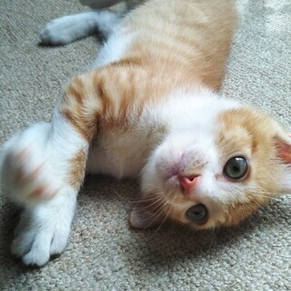 3ヶ月の可愛い子猫の（男の子）の里親さんを募集します − 滋賀県