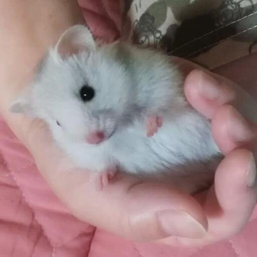 【終了】ゴールデンハムスターロングヘアー アイボリー・シルバー (いちごま) 森林公園のペットの無料広告・無料掲載の掲示板｜ジモティー - SliDe 1596211860439