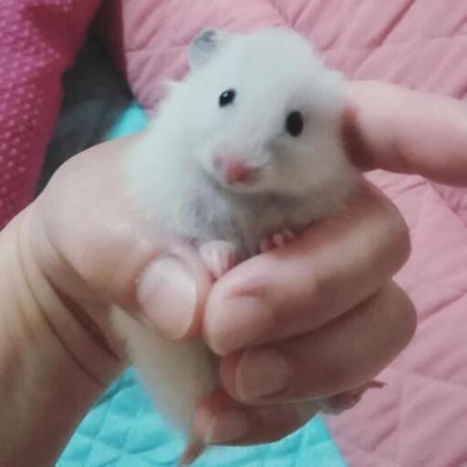 【終了】ゴールデンハムスターロングヘアー アイボリー・シルバー (いちごま) 森林公園のペットの無料広告・無料掲載の掲示板｜ジモティー - SliDe 1596211860390