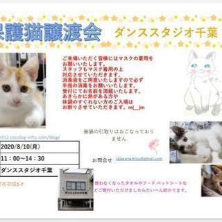 保護猫譲渡会@ダンススタジオ千葉0810の画像