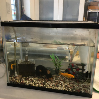 金魚 水槽セット すう 横浜のその他の中古あげます 譲ります ジモティーで不用品の処分