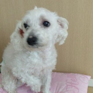 ミックス犬引き取って下さい