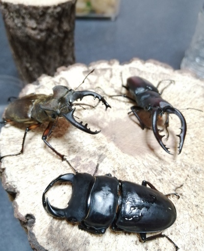 香川県産大型クワガタとカブトムシ６種類 阿古谷産オオクワガタ のみ 手渡しのみ 悠 丸亀のその他の中古あげます 譲ります ジモティーで不用品の処分