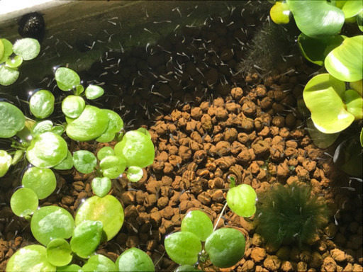 メダカの針子100匹と水草のセット あいこ 今池のその他の中古あげます 譲ります ジモティーで不用品の処分