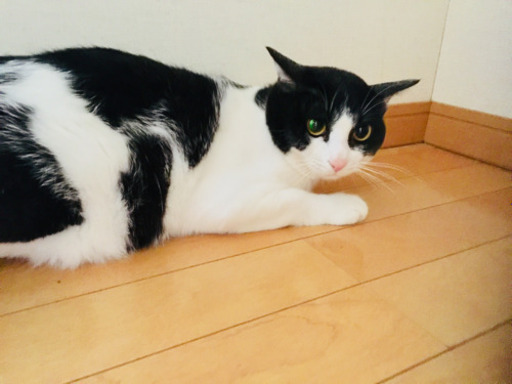 生後7か月の兄弟と母 ｒ 京成大和田の猫の里親募集 ジモティー