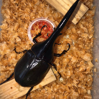 【値下げ】ヘラクレス ✨成虫ペア④