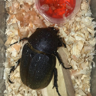 【値下げ】ヘラクレス ✨成虫ペア④