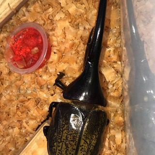 【値下げ】ヘラクレス ✨成虫ペア⑦ 値下げ】ヘラクレス ✨成虫ペア⑦