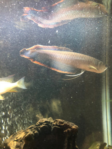 ブラックアロワナ　美個体　約30cm ブラックアロワナ 美個体 約30cm