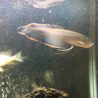 ブラックアロワナ　美個体　約30cm