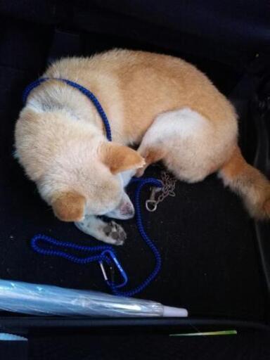 迷い犬保護しました茂原 本納 大網 アトム 大網白里の手伝って 助けての助け合い ジモティー 迷い犬保護しました茂原 本納 大網 アトム 大網白里の手伝って 助けての助け合い ジモティー