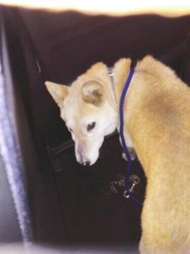 迷い犬保護しました茂原 本納 大網 アトム 大網白里の手伝って 助けての助け合い ジモティー 迷い犬保護しました茂原 本納 大網 アトム 大網白里の手伝って 助けての助け合い ジモティー