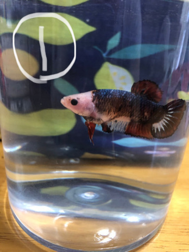 熱帯魚ベタ容器付きで500円 交渉中 あゅはな 赤坂のその他の中古あげます 譲ります ジモティーで不用品の処分 熱帯魚ベタ容器付きで500円 交渉中 あゅはな 赤坂のその他の中古あげます 譲ります ジモティーで不用品の処分