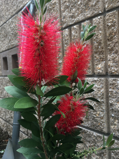 新築庭の植木種類豊富 Pato 桜上水のその他の中古あげます 譲ります ジモティーで不用品の処分