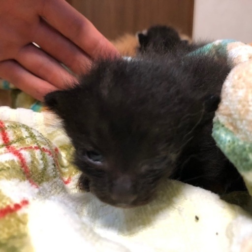 子猫里親募集 (めめ) 青森の猫の里親募集｜ジモティー