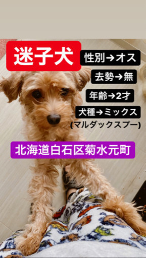 迷い犬を探してます 謝礼金10万を見つけてくださった方にお渡しします りちゃっぴ 札幌の手伝って 助けての助け合い ジモティー 迷い犬を探してます 謝礼金10万を見つけてくださった方にお渡しします りちゃっぴ 札幌の手伝って 助けての助け合い ジモティー