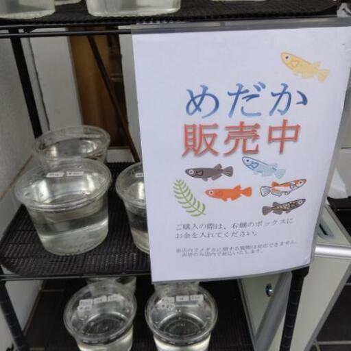 メダカ無人販売 500円 8月2日 ２坪メダカ 香川のその他の中古あげます 譲ります ジモティーで不用品の処分