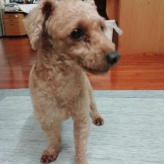 トイプードル 未去勢 里親募集 チョビ てだこ浦西の犬の里親募集 ジモティー