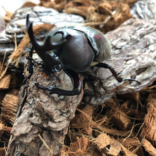 カブトムシ売ります！