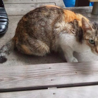 ミケ猫の里親様募集 − 愛知県