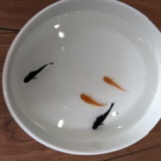 幹之メダカ100円　他オロチ、楊貴妃(稚魚)