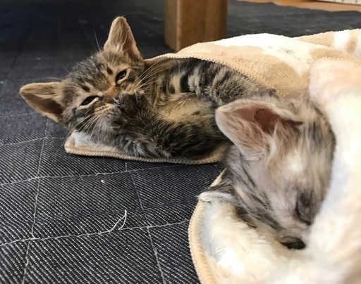 生後40日くらいの小さい子猫キジ猫 ぱたぽん 日田の猫の里親募集 ジモティー