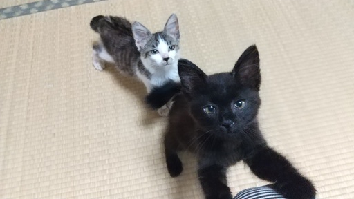 奇跡の再会を果たした2匹の子猫を家族に迎えてください Yu Hashi 土浦の猫の里親募集 ジモティー