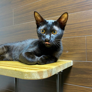 黒猫　ハチワレ男の子　生後約4ヶ月半 - 猫