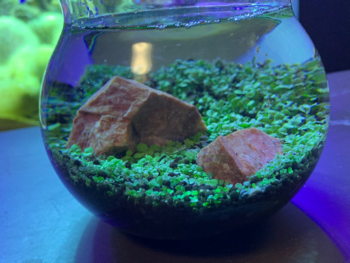 水槽ミニアクアリウム No2 直めだかプロフ必須 てだこ浦西のその他の中古あげます 譲ります ジモティーで不用品の処分