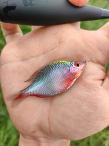 手賀沼でタナゴ釣りしませんか 宮竹一成 北柏の釣りのメンバー募集 無料掲載の掲示板 ジモティー