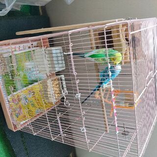 セキセイインコ2羽