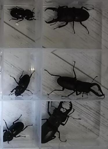 京都府産クワガタムシ 6種ペアセット