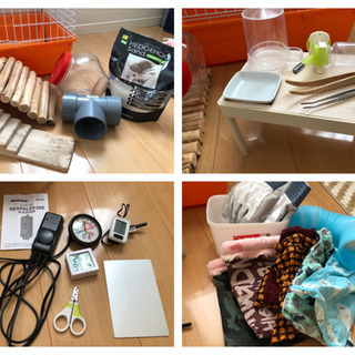 ハリネズミ　飼育セット