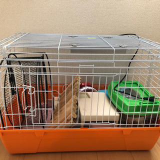 ハリネズミ　飼育セット