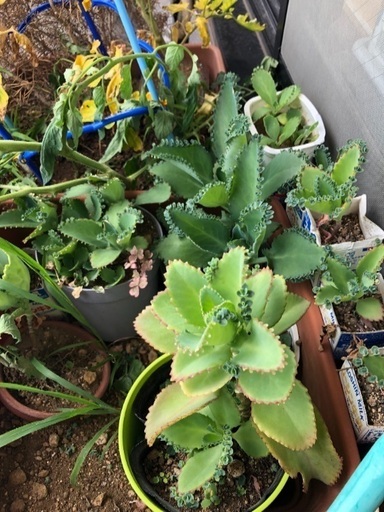 子宝草 妊娠菌付き お安くどうぞ タカタカ 西新井大師西のインテリア雑貨 小物 花瓶 の中古あげます 譲ります ジモティーで不用品の処分