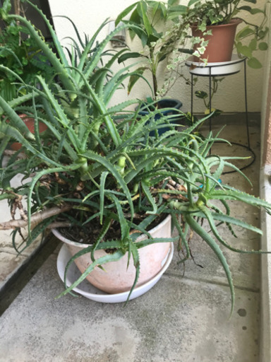 観葉植物　キダチアロエ