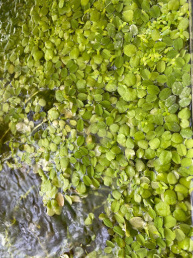 水草 浮き草 アマゾンフロッグビット 他 Momoji 鎌ケ谷のその他の中古あげます 譲ります ジモティーで不用品の処分
