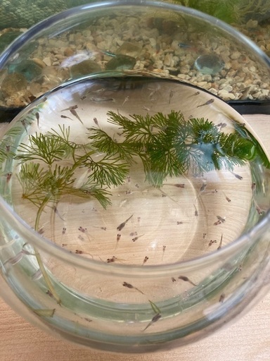 グッピー稚魚5匹とネオンテトラ2匹のアクアリウムセット ネピア 小禄のその他の中古あげます 譲ります ジモティーで不用品の処分