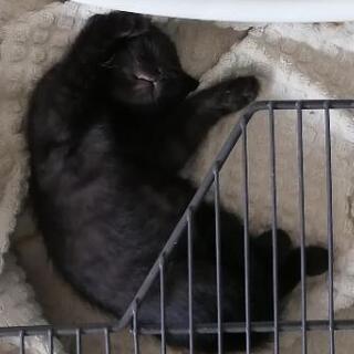 黒猫 子猫 生後2ヶ月